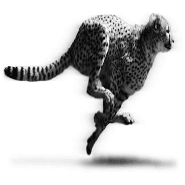 sprinting-cheetah